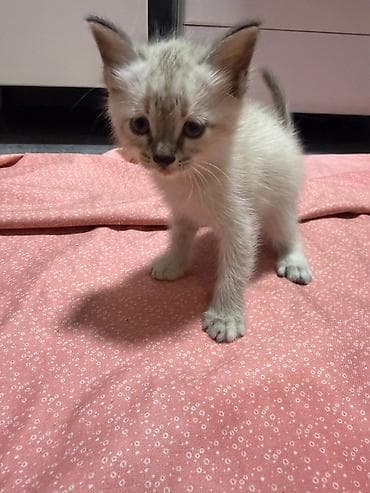 ласку: 🌸 Очаровательные малыши ищут дом 🌸 1 марта родились наши чудесные — 3