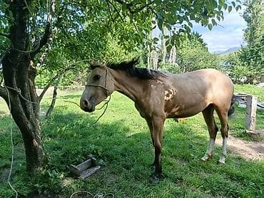 шиншила животное: Продаю | Кобыла (самка) | Рабочий — 2