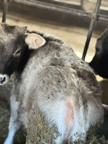 продажа щенков немецкой овчарки с документами в бишкеке: Продаю | Тёлка | Полукровка | На откорм | Привязанные, Не стельные, Отела не было — 1