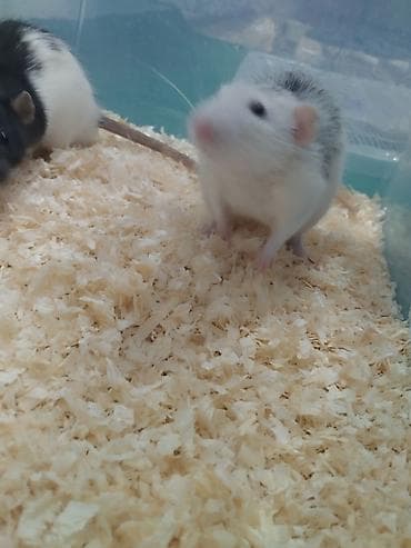 грызунов: 🐭 Продаются два мальчика-крысы! 🖤🤍 Очень активные, ручные, милые и — 2