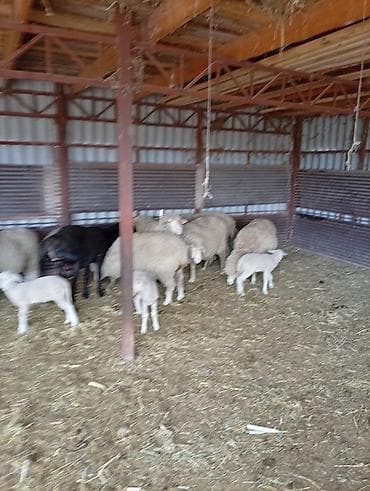 белый мёд: Продаю | Овца (самка) | Для разведения | Матка — 5