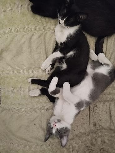 Котята-друзья: пара очаровательных малышей, 3 месяца, обработаны от at lalafo.kg Котята-друзья: пара очаровательных малышей, 3 месяца, обработаны от