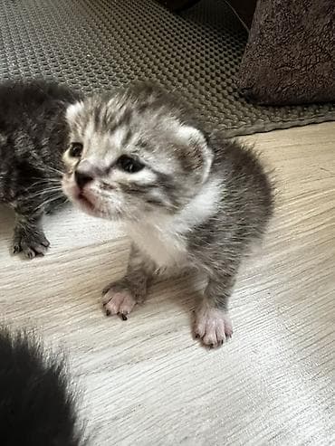 Кошки: Котята с классическим тигровым (табби) окраcом. Вислоухие На фото — — 4