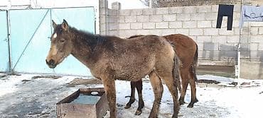 молоко воз: Продаю | Жеребенок | Рабочий — 9