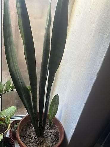 Сансевиерия (сансевьера, щучий хвост) в горшке. - Растение с