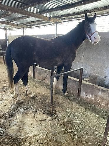 сколько стоит пони: Продаю | Жеребец | Рабочий | Племенные — 3