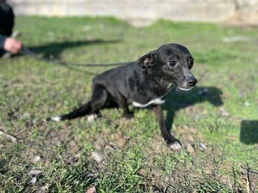 собака машке: Ищем дом для молодой стерилизованной девочки. Привита. Привезём сами — 3