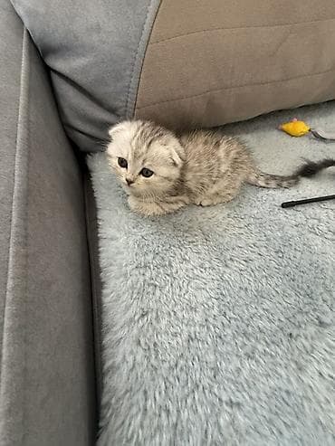 кошка шотландская цена: Скотиш Фолд (Шотландская вислоухая), 1 месяц, Девочка, Приучена к лотку — 3