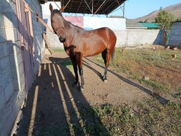 зоомагазин бишкек орто сай: Сатам | Бээ (ургаачы) | Англиялык | Ат спорту | Мерин — 4