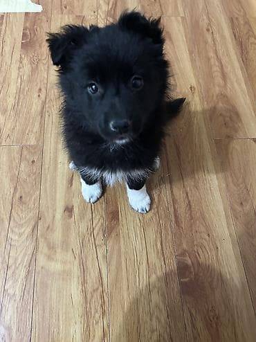 отдам даром щенят: Собака даром: Дворняжка, 2 месяца, Самка — 7