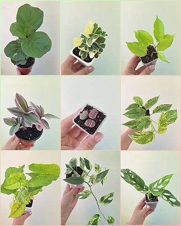 🌿 Комнатные цветы (укоренённые черенки/молодые растения/взрослые