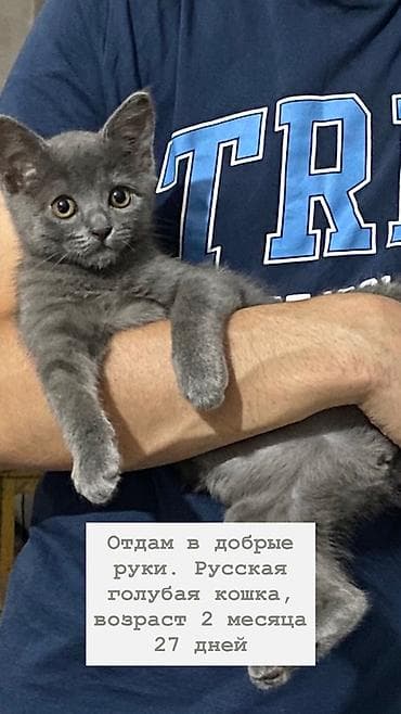 кошка майкун: Русская голубая кошка, отдам в добрые руки. - Возраст: 2 месяца 27 — 1
