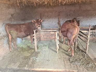 С/х животные и товары: Продаю | Корова (самка) | Для разведения | Привязанные — 2