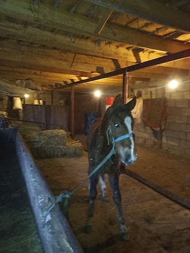 тай чистокровный: Продаю | Жеребенок | Полукровка | Конный спорт — 2