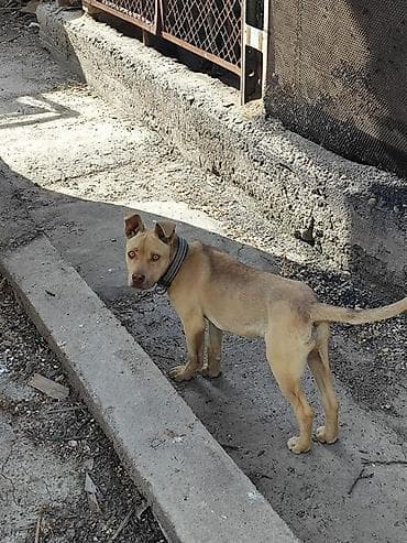 сеттер: Стаффоршид терьер, 6 айлык, Эркек — 2