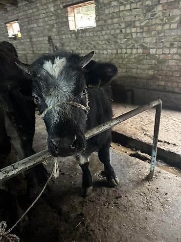 карпова с теленком: Продаю | Бык (самец) | На откорм | Привязанные — 1