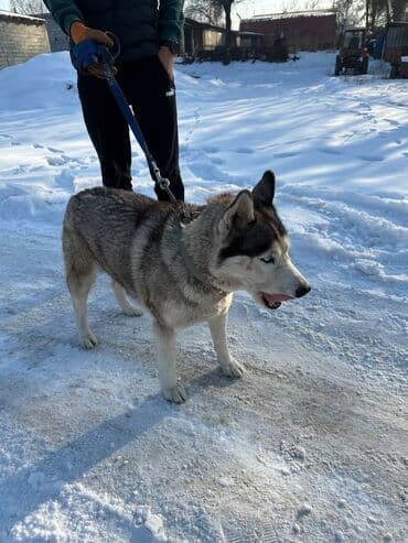 акустические системы baseus колонка в виде собак: Хаски, 1 год, Самка, С прививкой — 1