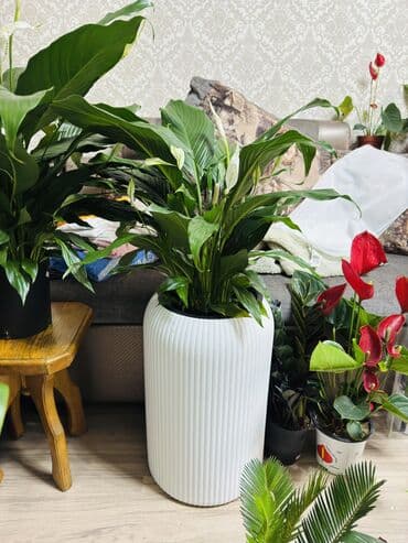 кастюм дед мороз: #Сатифиллум Себастьян - Вид: Spathiphyllum (женское счастье) — 1