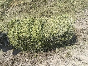 Беде тук Бир жамгырга калды 150 сомдон с поля алып кетткиле at lalafo.kg Беде тук Бир жамгырга калды 150 сомдон с поля алып кетткиле