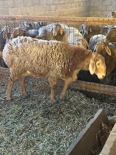 Продаю | Баран (самец) | Арашан | Для разведения | Племенные, Осеменитель