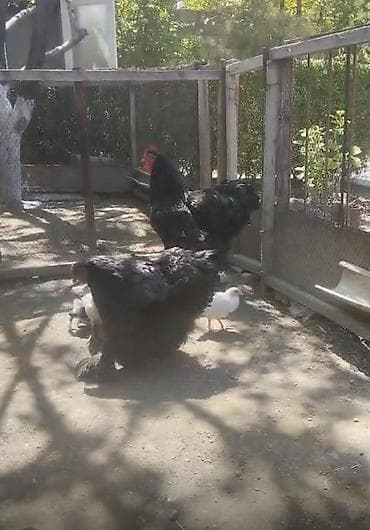 утки с утятами: Продаю | Куры, Петух | Кохинхин — 3