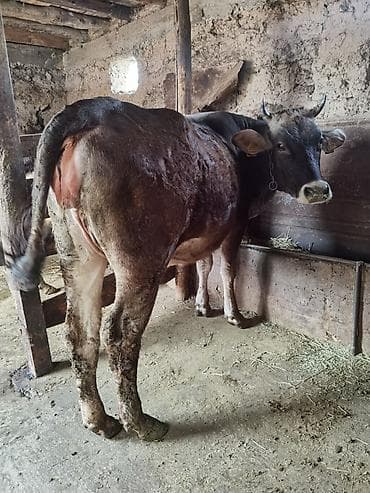 коровв: Продаю | Корова (самка) | Полукровка | Для молока | После отела — 1