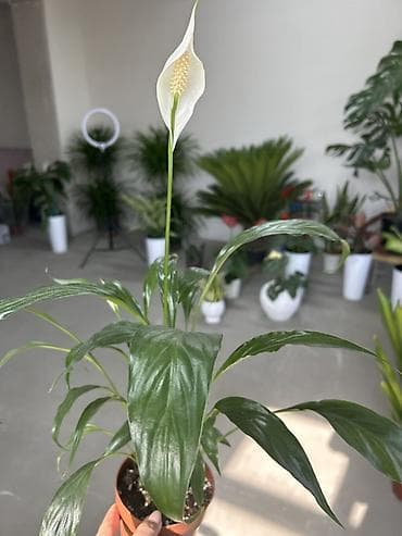 спатифиллум сенсация: Спатифиллум (Spathiphyllum), комнатное растение в горшке - Эффектные — 1