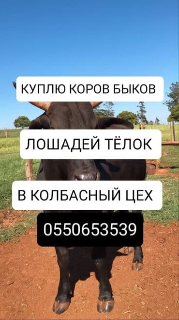 Куплю | Коровы, быки, Лошади, кони | Круглосуточно, Любое состояние, Забитый