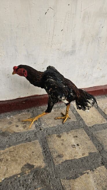 Кошки: Продаю | Петух | Бойцовая | Для разведения — 2