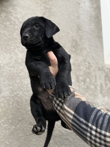 Отдам даром собаку: Шарпей, 2 месяца, Самец — 10