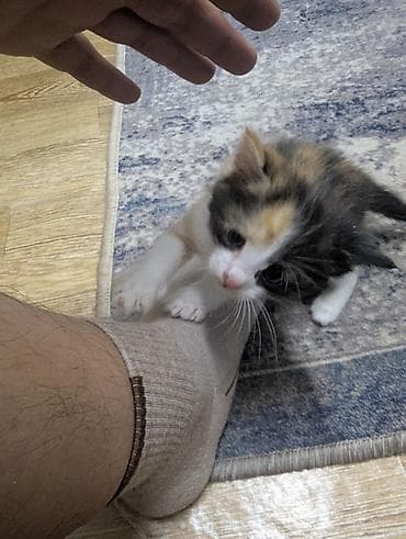 кошка с разными глазами: Котята от домашней кошки - 4 котят: есть трёхцветные — 3