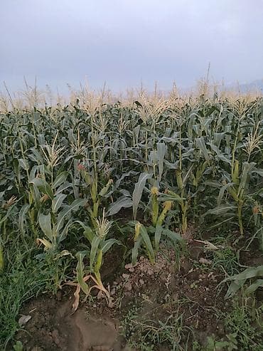 Кукуруза Оптом