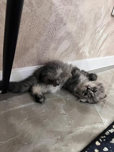 мал скот: Скотиш Фолд (Шотландская вислоухая), 2 месяца, Девочка, Серебристая шиншилла, Приучена к лотку — 6