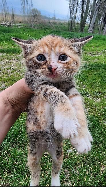 кошка кот: Отдам котят в добрые руки. три девочки : тигровая полоска черная с — 5