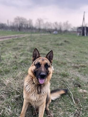 Немецкая овчарка ищу сучки для покрытия один щенок мне или 10 тысяч