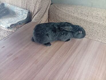 коендор: Сатам | Эркек коен | Союуга, Көбөйтүү үчүн — 2