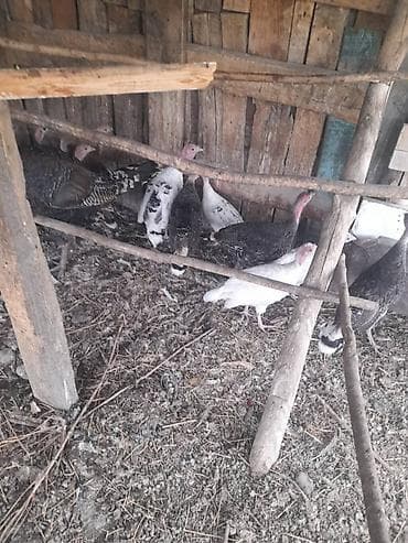 Үй жаныбарлары: Сатам | Балапан күрп | Аргын | Көбөйтүү үчүн — 4