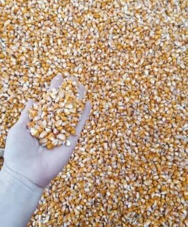 необычные животные: Куплю кукурузу рушенную оптом в больших объемах. Забираем сами — 1