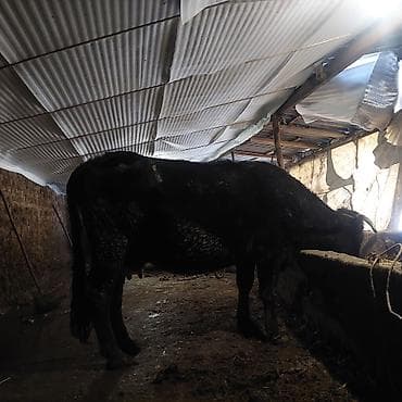 кролики гигант: Продаю | Корова (самка) | Для разведения | Стельные — 4