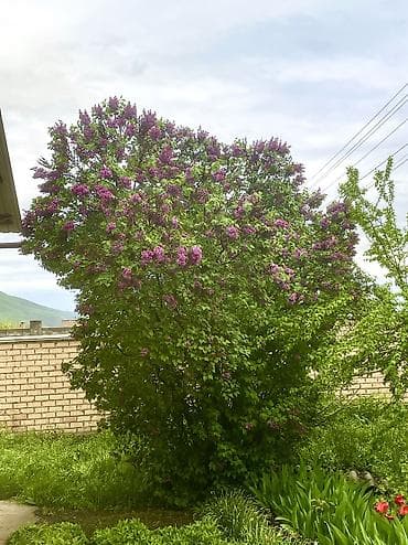 Сирень садовая (кустарник взрослый, фиолетово‑лиловое цветение) - — 2