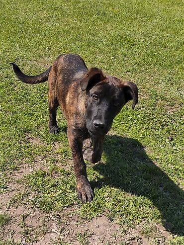 кане корсо собака цена: Бульдог, 3 месяца, Самка, С прививкой — 4