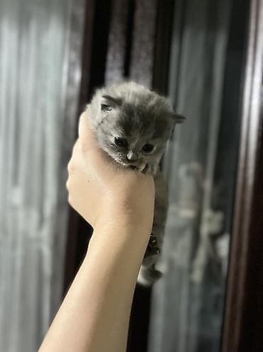 итер: Шотландские котята ищут любящий дом 🐾 Продаются 4 шотландских котёнка — 4