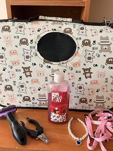 Продажа кошек: Шотландская вислоухая кошка (SFS), окрас белый. По метрике Kyrgyz — 3