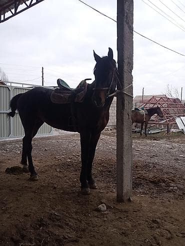 А\ч жаныбралары үчүн товарлар жана шаймандар: Сатам | Байтал | Англиялык | Ат спорту | Мерин — 3