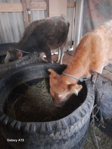 Продаю | Музоо, торпок | На откорм | Привязанные