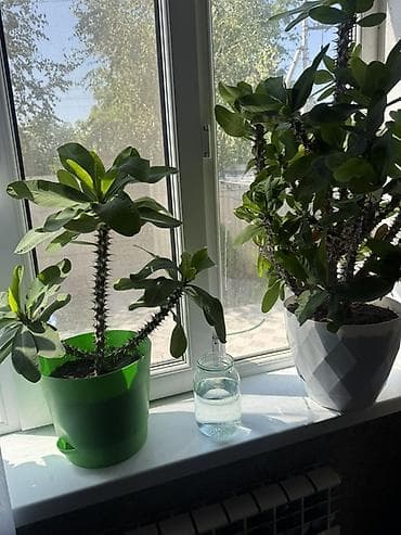 кой аштоо: Комнатное растение — Эуфорбия Милла (Euphorbia milii, «Корона Христа») — 3