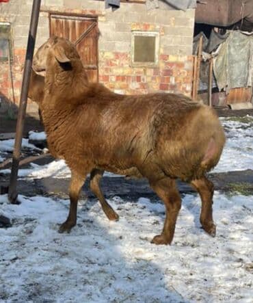 ат жаву: Продаю | Баран (самец) — 1