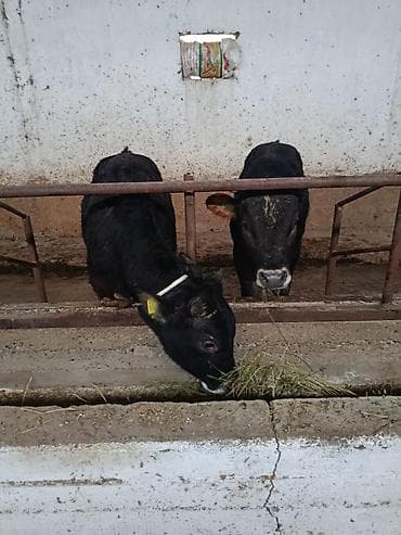 цыплята простые: Продаю | Бык (самец) | На откорм | Племенные — 2