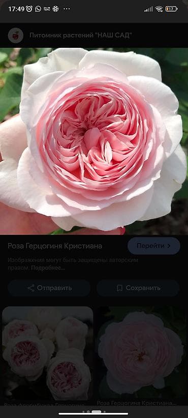 яблоки привосход: Саженцы садовых роз (кустарниковые/чайно-гибридные, флорибунда) — — 1