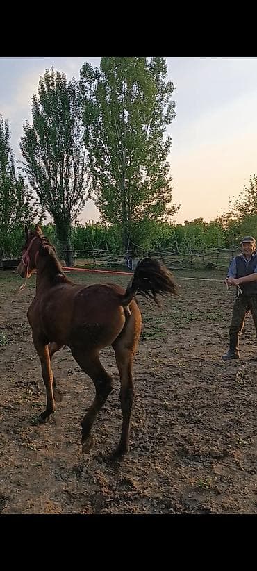 щегол птицы: Продаю | Конь (самец) | Конный спорт — 5